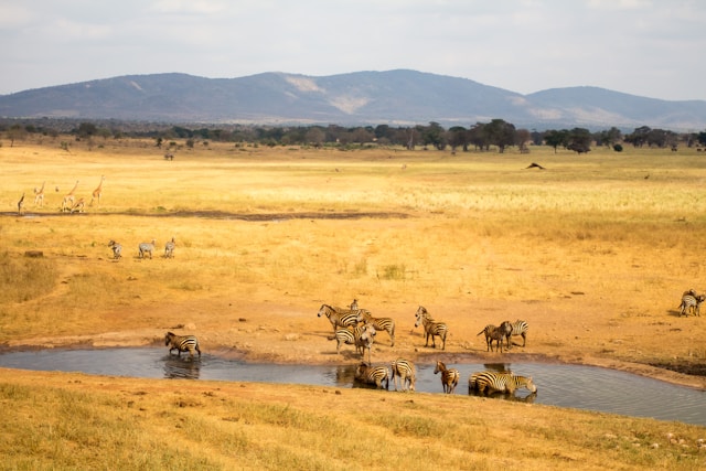7 Day Southern Kenya Safari + Beach